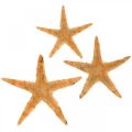 Floristik24 Jūrų žvaigždžių sklaidos dekoravimas home deco mini starfish nature 2-4cm 50p