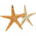 Floristik24 Jūrų žvaigždžių sklaidos dekoravimas home deco mini starfish nature 2-4cm 50p