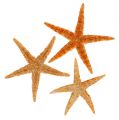 Floristik24 Starfish Mix 8cm - 10cm 50p