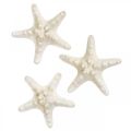 Floristik24 Jūrų žvaigždės dekoracija balta, džiovinta jūros žvaigždė rankdarbiams 7-11cm 15psl