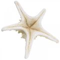 Floristik24 Deco jūrų žvaigždė didelė džiovinta, balta gumbuota jūrų žvaigždė 19-26cm 5vnt