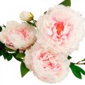 Floristik24 Šilko gėlių bijūnas dirbtinis šviesiai rožinis, baltas 135cm