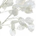 Floristik24 Dekoratyvinė šakelė sidabro lapelis balta Lunaria šakelė dirbtinė šakelė 70cm