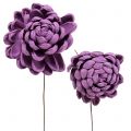 Floristik24 Gėlės ant vielos tamsiai violetinės spalvos 8cm 12vnt