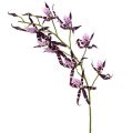 Floristik24 Orchidėjos voras Brassia violetinė 108cm 3vnt