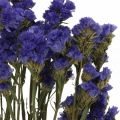 Floristik24 Jūros levandų ryšelis, džiovintos gėlės, jūros levandos, Statice Tatarica Blue L46–57cm 23g