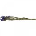 Floristik24 Jūros levandų ryšelis, džiovintos gėlės, jūros levandos, Statice Tatarica Blue L46–57cm 23g