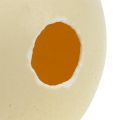 Floristik24 Stručio kiaušinių gamta išpūsta tuščia dekoracija