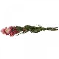 Floristik24 Strawflower Pink džiovintų Helichrysum džiovintų gėlių kekė 45cm 45g