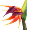 Floristik24 Strelicijos rojaus paukščio gėlė 62cm