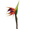 Floristik24 Strelicijos rojaus paukščio gėlė 62cm