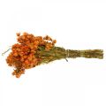 Floristik24 Šiaudinės gėlės Džiovintos Gėlės Oranžinės Mažos 15g