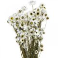 Floristik24 Acroclinium White, Sausi augalai, Helichrysum, Sausos Gėlės L20–40cm 25g