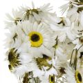 Floristik24 Acroclinium White, Sausi augalai, Helichrysum, Sausos Gėlės L20–40cm 25g