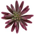 Floristik24 Sultingas augalas 15cm violetinis