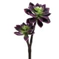Floristik24 Sultingas augalas tamsiai violetinė-pilka Ø7cm, Ø10cm H30cm