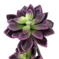 Floristik24 Sultingas augalas tamsiai violetinė-pilka Ø7cm, Ø10cm H30cm