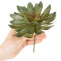 Dirbtinis sukulentas kaip dekoratyvinis augalas, žalias, 18 cm, 3 vnt. | Floristik24.lt