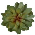 Dirbtinis sukulentas kaip dekoratyvinis augalas, žalias, 18 cm, 3 vnt. | Floristik24.lt