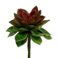 Floristik24 Sultinga akmeninė rožė 6cm žalia 6vnt