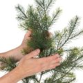Dirbtinė dekoratyvinė eglės šaka kūrybinei floristikai, 175 cm | Floristik24.lt