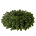 Dirbtinis eglės šakų vainikas, žalias, apvalus, 50 cm | Floristik24.lt