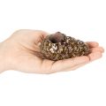 Arbatinės žvakidės, pušies kankorėžio formos, 8 cm, 3 vnt. | Floristik24.lt