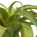 Floristik24 Tillandsia dirbtinis klijuoti šviesiai žalias dirbtinis augalas 30cm