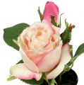 Floristik24 Stalo dekoravimo rožė kreminiame puode 14cm