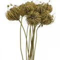 Floristik24 Džiovintos gėlės deco pankolio žalia 50cm ryšelis po 10vnt