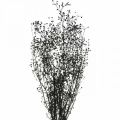 Floristik24 Džiovinta gėlė Massasa juoda natūrali puošmena 50-55cm kekė po 10vnt