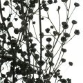 Floristik24 Džiovinta gėlė Massasa juoda natūrali puošmena 50-55cm kekė po 10vnt