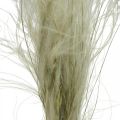 Floristik24 Džiovintos gėlės deko plunksnų žolė sausa žolė gamta 50g