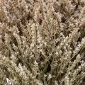 Džiovintų levandų puokštė „Statice Nature“, 1 kg | Floristik24.lt