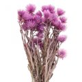 Floristik24 Džiovintos gėlės Kepurinės gėlės Violetinės šiaudinės gėlės H42cm