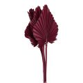 Floristik24 Džiovintų gėlių dekoracija, palmių ietis džiovintas vynas raudonas 37cm 4vnt