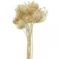 Floristik24 Džiovintų gėlių pankolių balinta kekė