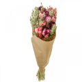 Floristik24 Džiovintų gėlių puokštė šiaudinių gėlių grūdų aguonų kapsulė Phalaris viksas 55cm