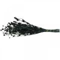 Floristik24 Džiovinti erškėčiai juodieji braškiniai erškėčiai džiovintos gėlės 100g