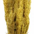Floristik24 Džiovintos žolės viksvos deko džiovintos geltonos 70cm 10vnt