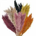 Floristik24 Sausos žolės viksvos džiovintos įvairių spalvų 70cm 10vnt