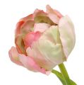 Floristik24 Tulpė rožinė, žalia 37cm 6vnt