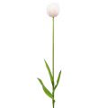 Floristik24 Tulpė balta-rožinė 86cm 3vnt