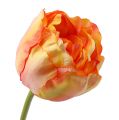 Floristik24 Tulpės rožinė-geltona 86cm 3vnt