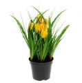 Floristik24 Tulpės geltoname vazone 30cm