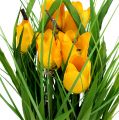 Floristik24 Tulpės geltoname vazone 30cm