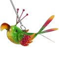 Floristik24 Pakabinamas paukštis žalias, rožinis, oranžinis 18,5 cm