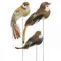 Floristik24 Pavasarinė puošmena, mini paukšteliai, dekoratyviniai paukščiukai ant vielos ruda, smėlio spalvos H2,5cm 24vnt