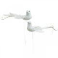 Floristik24 Balti balandžiai, vestuviniai, dekoratyviniai balandžiai, paukščiukai ant vielos H6cm 6vnt