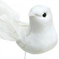 Floristik24 Balti balandžiai, vestuviniai, dekoratyviniai balandžiai, paukščiukai ant vielos H6cm 6vnt
